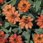 Profusion Apricot Zinnia Seeds – 100+ Heirloom Flower Seeds, , Drought-Tolerant, Pollinator & Cut Flower Garden