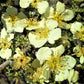 40 STANSBURY CLIFFROSE Purshia Stansburiana Cliff Rose Native Desert Shrub White & Yellow Flower Seeds