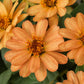 Profusion Apricot Zinnia Seeds – 100+ Heirloom Flower Seeds, , Drought-Tolerant, Pollinator & Cut Flower Garden