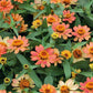 Profusion Apricot Zinnia Seeds – 100+ Heirloom Flower Seeds, , Drought-Tolerant, Pollinator & Cut Flower Garden