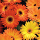Majorette Gerbera Daisy Seeds – 200+ Premium Flower Seeds, , Compact & Colorful, Pollinator & Container Garden