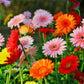 Majorette Gerbera Daisy Seeds – 200+ Premium Flower Seeds, , Compact & Colorful, Pollinator & Container Garden