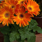 Majorette Gerbera Daisy Seeds – 200+ Premium Flower Seeds, , Compact & Colorful, Pollinator & Container Garden