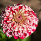 Bon Bon Mix Zinnia Seeds – 100+ Dwarf Flower Seeds, , Colorful Pom-Pom Blooms, Pollinator & Container Garden