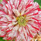Bon Bon Mix Zinnia Seeds – 100+ Dwarf Flower Seeds, , Colorful Pom-Pom Blooms, Pollinator & Container Garden