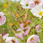 Cupcake Blush Cosmos Seeds - 200+ Dreamy Pink Blooms - USA Grown -  - Butterfly Garden - Cut Flowers - Easy to Grow