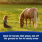 Farnam SandClear Psyllium Crumbles for Horses Digestive Support Sand Colic Risk 3lbs.