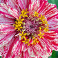 Bon Bon Mix Zinnia Seeds – 100+ Dwarf Flower Seeds, , Colorful Pom-Pom Blooms, Pollinator & Container Garden