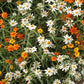 Linearis Mix Zinnia Seeds – 100+ Heirloom Flower Seeds, , Unique Star-Shaped Blooms, Pollinator & Cut Flower Garden