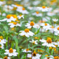 Linearis Mix Zinnia Seeds – 100+ Heirloom Flower Seeds, , Unique Star-Shaped Blooms, Pollinator & Cut Flower Garden