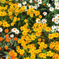 Linearis Mix Zinnia Seeds – 100+ Heirloom Flower Seeds, , Unique Star-Shaped Blooms, Pollinator & Cut Flower Garden