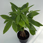 Money Tree