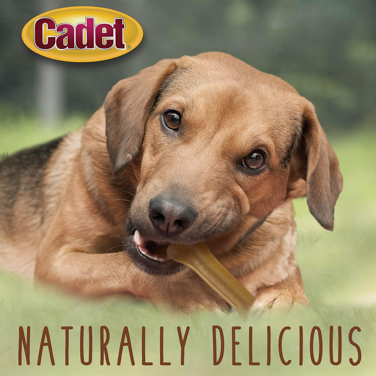 Huesos de piel de res prensada Cadet de 6.5" para perros, masticables duraderos, paquete de 12 unidades