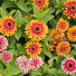 Swizzle Mix Zinnia Seeds - 100+ Heirloom Flower Seeds, , Bi-Color Blooms, Cut Flower & Pollinator Garden