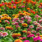Swizzle Mix Zinnia Seeds - 100+ Heirloom Flower Seeds, , Bi-Color Blooms, Cut Flower & Pollinator Garden