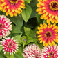 Swizzle Mix Zinnia Seeds - 100+ Heirloom Flower Seeds, , Bi-Color Blooms, Cut Flower & Pollinator Garden