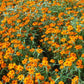 Starbright Mix Zinnia Seeds - 100+ Colorful Flower Seeds, , Pollinator Favorite, Cut Flower Garden, USA Grown