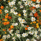 Starbright Mix Zinnia Seeds - 100+ Colorful Flower Seeds, , Pollinator Favorite, Cut Flower Garden, USA Grown