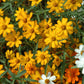 Starbright Mix Zinnia Seeds - 100+ Colorful Flower Seeds, , Pollinator Favorite, Cut Flower Garden, USA Grown