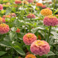 Unicorn Mix Zinnia Seeds - 100+ Magical Color Blooms - USA Grown -  - Butterfly Garden - Cut Flowers - Easy to Grow