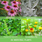 Medicinal Herb Garden - 36 Heirloom Seed Varieties for a Wellness Garden