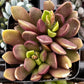 Purple Anacampseros