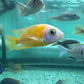 Taiwan Reef Cichlid (Protomelas sp. "Steveni Taiwan")