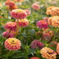 Unicorn Mix Zinnia Seeds - 100+ Magical Color Blooms - USA Grown -  - Butterfly Garden - Cut Flowers - Easy to Grow