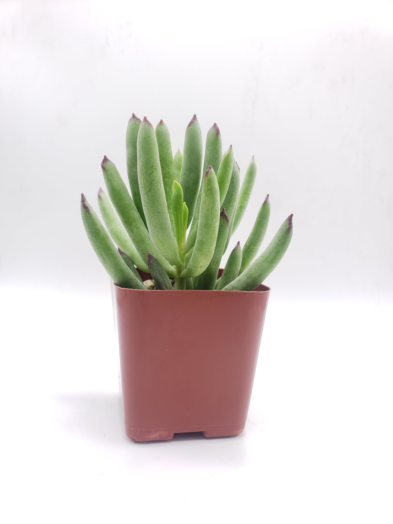 #37 Cotyledon