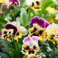 Rococo Mix Pansy Seeds – 200+ Viola Flower Seeds, , Heirloom Variety, Cool Weather Blooms, Garden & Container