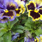 Rococo Mix Pansy Seeds – 200+ Viola Flower Seeds, , Heirloom Variety, Cool Weather Blooms, Garden & Container