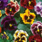 Rococo Mix Pansy Seeds – 200+ Viola Flower Seeds, , Heirloom Variety, Cool Weather Blooms, Garden & Container