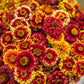 Aztec Sunset Zinnia Seeds - 100+ Heirloom Flower Seeds, USA Grown, , Pollinator Favorite, Cut Flower Garden
