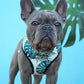 Pet traction rope chest strap