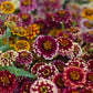 Aztec Sunset Zinnia Seeds - 100+ Heirloom Flower Seeds, USA Grown, , Pollinator Favorite, Cut Flower Garden