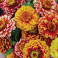 Aztec Sunset Zinnia Seeds - 100+ Heirloom Flower Seeds, USA Grown, , Pollinator Favorite, Cut Flower Garden