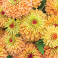 Queen Lime Orange Zinnia Seeds – 100 Heirloom Flower Seeds, USA Grown, , Pollinator Magnet, Cut Flower Garden
