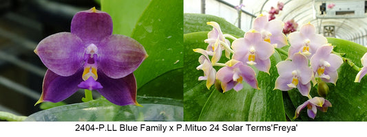 Phalaenopsis (LL Blue Family x Mituo 24 Solar Term)