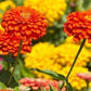 Unicorn Mix Zinnia Seeds - 100+ Magical Color Blooms - USA Grown -  - Butterfly Garden - Cut Flowers - Easy to Grow