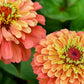 Queen Lime Orange Zinnia Seeds – 100 Heirloom Flower Seeds, USA Grown, , Pollinator Magnet, Cut Flower Garden