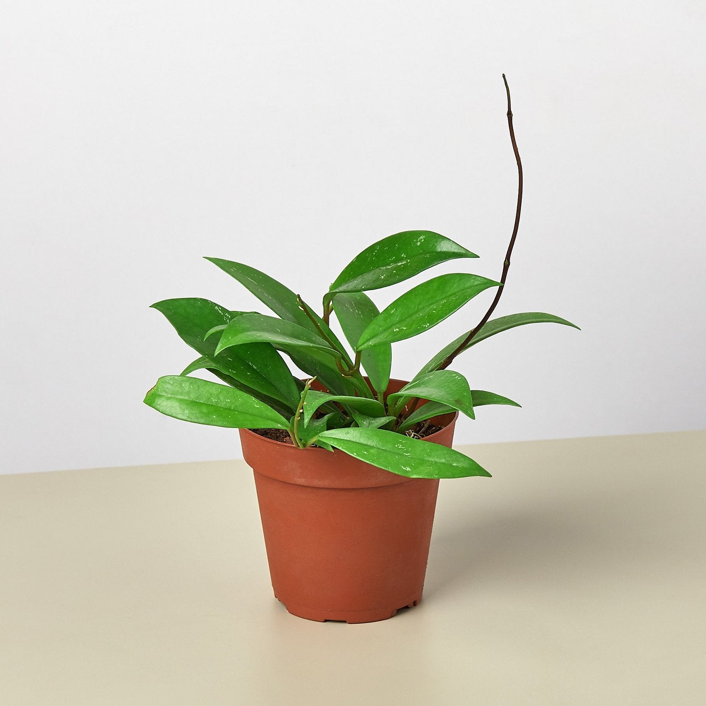 Hoya 'Publicalyx' - a vigorous vining plant with deep green lanceolate leaves,