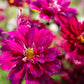 Double Click Cranberries Cosmos Seeds - 200+ Heirloom Flower Seeds, USA Grown, , Pollinator-Friendly Cut Flowers