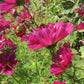 Double Click Cranberries Cosmos Seeds - 200+ Heirloom Flower Seeds, USA Grown, , Pollinator-Friendly Cut Flowers
