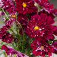 Double Click Cranberries Cosmos Seeds - 200+ Heirloom Flower Seeds, USA Grown, , Pollinator-Friendly Cut Flowers
