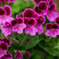 Martha Washington Geranium Seeds – 25 Pelargonium Seeds, USA Grown, , Vibrant Blooms, Container & Garden Flowers