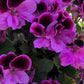 Martha Washington Geranium Seeds – 25 Pelargonium Seeds, USA Grown, , Vibrant Blooms, Container & Garden Flowers