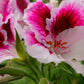 Martha Washington Geranium Seeds – 25 Pelargonium Seeds, USA Grown, , Vibrant Blooms, Container & Garden Flowers