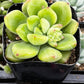 Sedum ‘Alice Evans’