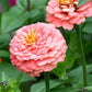 Oklahoma Salmon Zinnia Seeds – 100+ Heirloom Flower Seeds, USA Grown, , Pollinator-Friendly, Cut Flowers