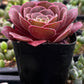 Aeonium Velvour